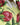 Dolce & Gabbana Yellow Floral Halter Nylon Beachwear Bikini Top