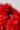 Dolce & Gabbana Red Alpaca Fur Women Neck Warmer Winter Scarf
